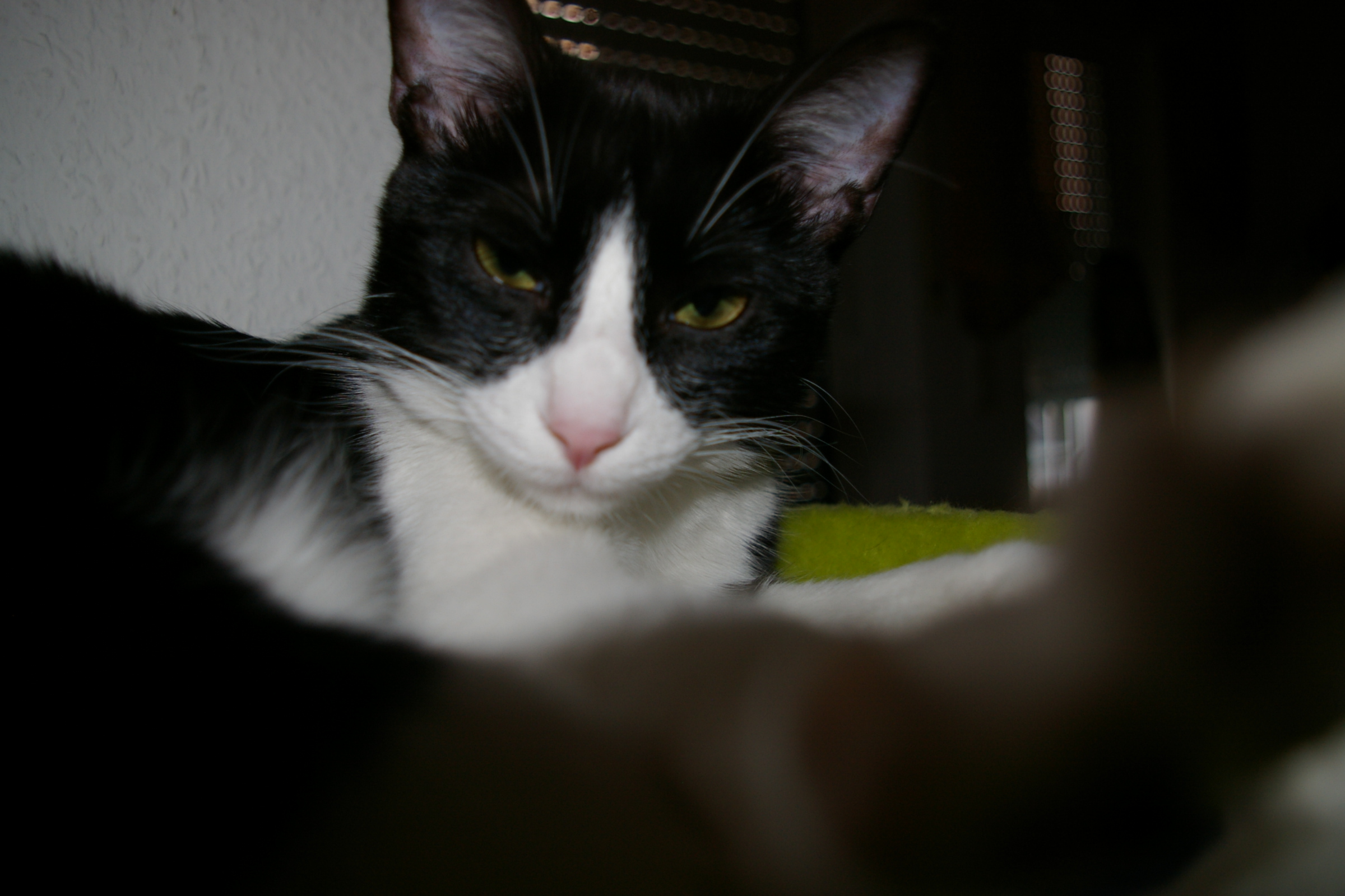 IMGP2447.JPG