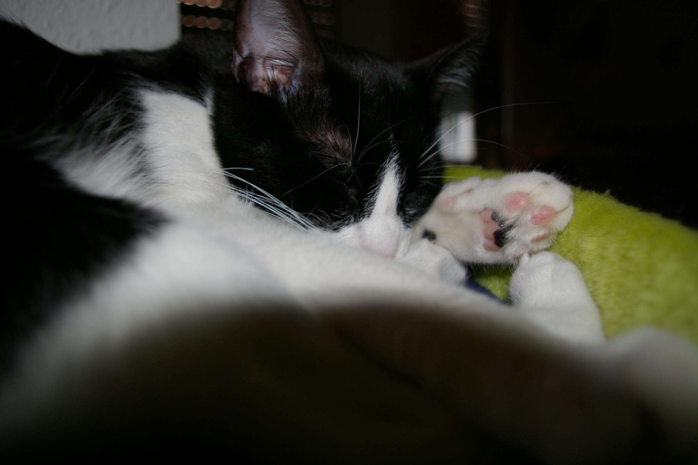 IMGP2448.JPG